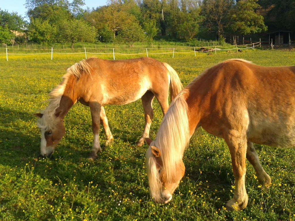 Il Mugello B&B Vicchio Buitenkant foto