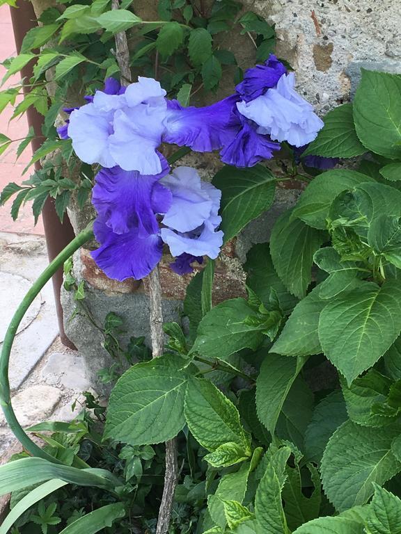 Il Mugello B&B Vicchio Buitenkant foto